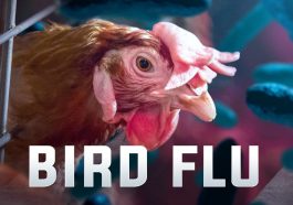 Cambodian Child Dies from Bird Flu