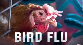 Cambodian Child Dies from Bird Flu Amid Ongoing Outbreak
