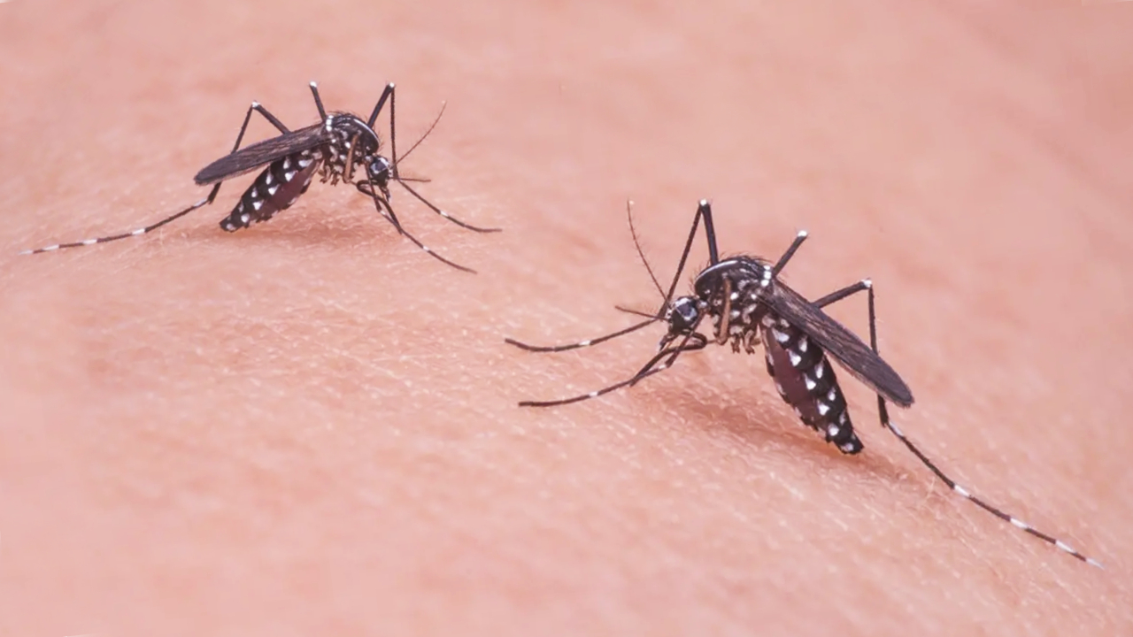 Chikungunya