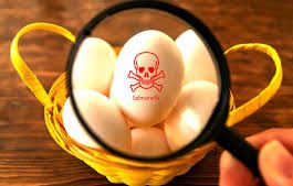 Salmonella Outbreak Eggs