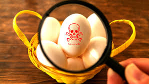 Salmonella Outbreak Eggs