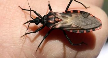 Killer Kissing Bug Invades the U.S. — Is Your State on the List?