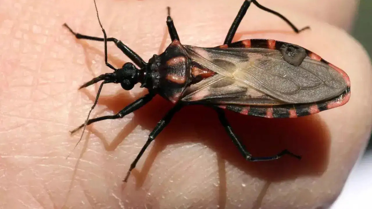 Kisiing Bug