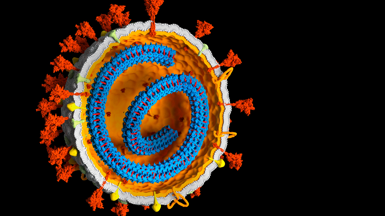 Virus